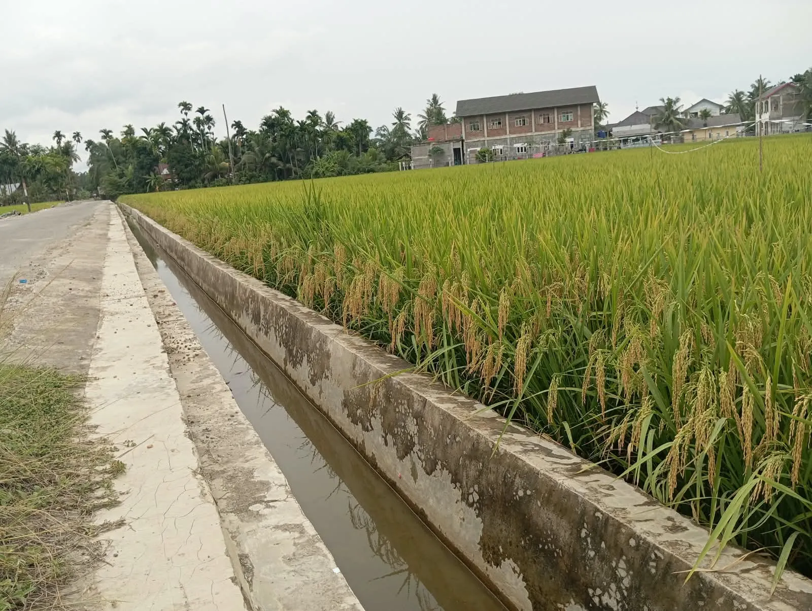 Lima Tahun Tak Berfungsi, Sawah Lintasan D.I. Krueng Pase Panen, Petani Apresiasi Pemda dan BWS Sumatera I