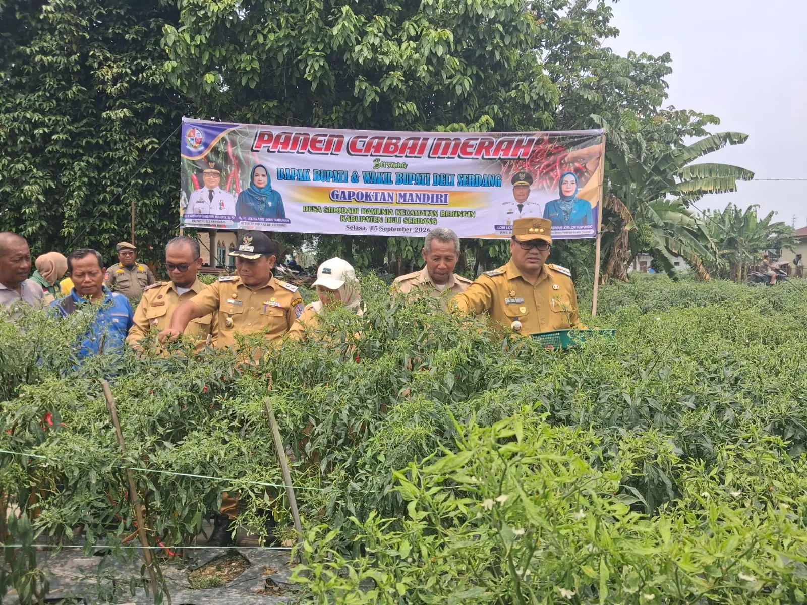 Panen Cabai di Beringin, Bupati Asri Ludin Tambunan Tampung Aspirasi Petani
