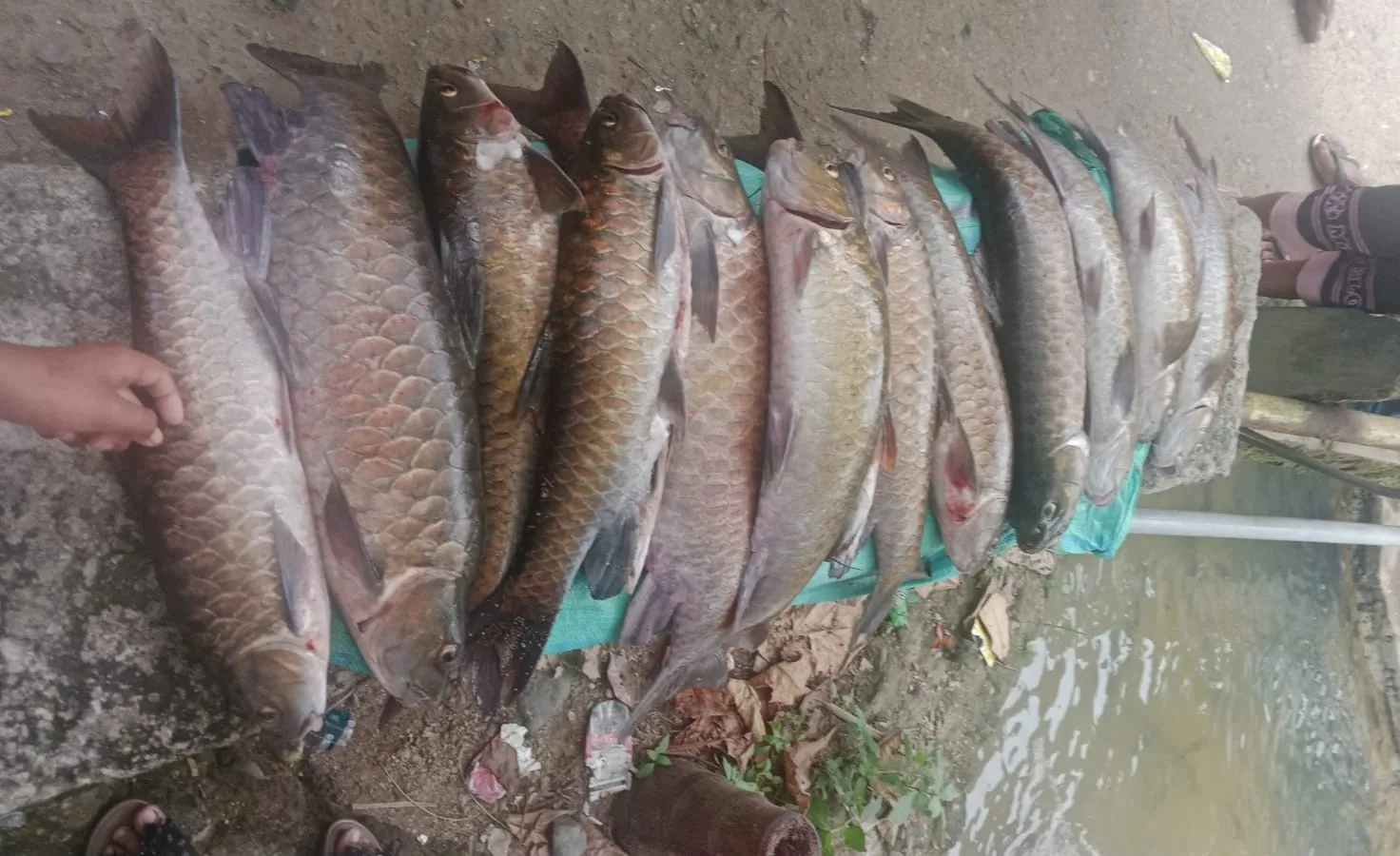 Puluhan Ikan Mera Mati di Lubuk Larangan, Kades Tambangan Jae Larang Keras Tambang Emas Ilegal
