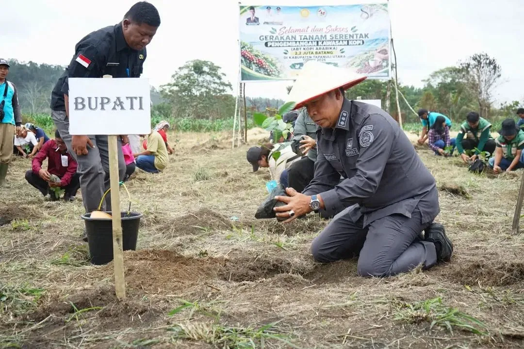 2,2 Juta Batang Kopi Arabika Ditanam Serentak, Taput Bidik Perluasan Kawasan hingga 19.252 Hektare