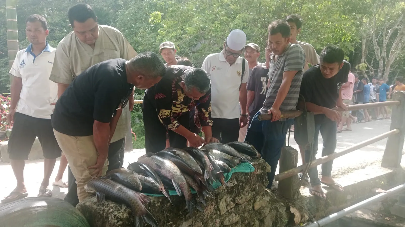 Kematian Ikan Mera di Aek Tambangan Diduga Akibat Bakteri, Dinas Perikanan Larang Dikonsumsi