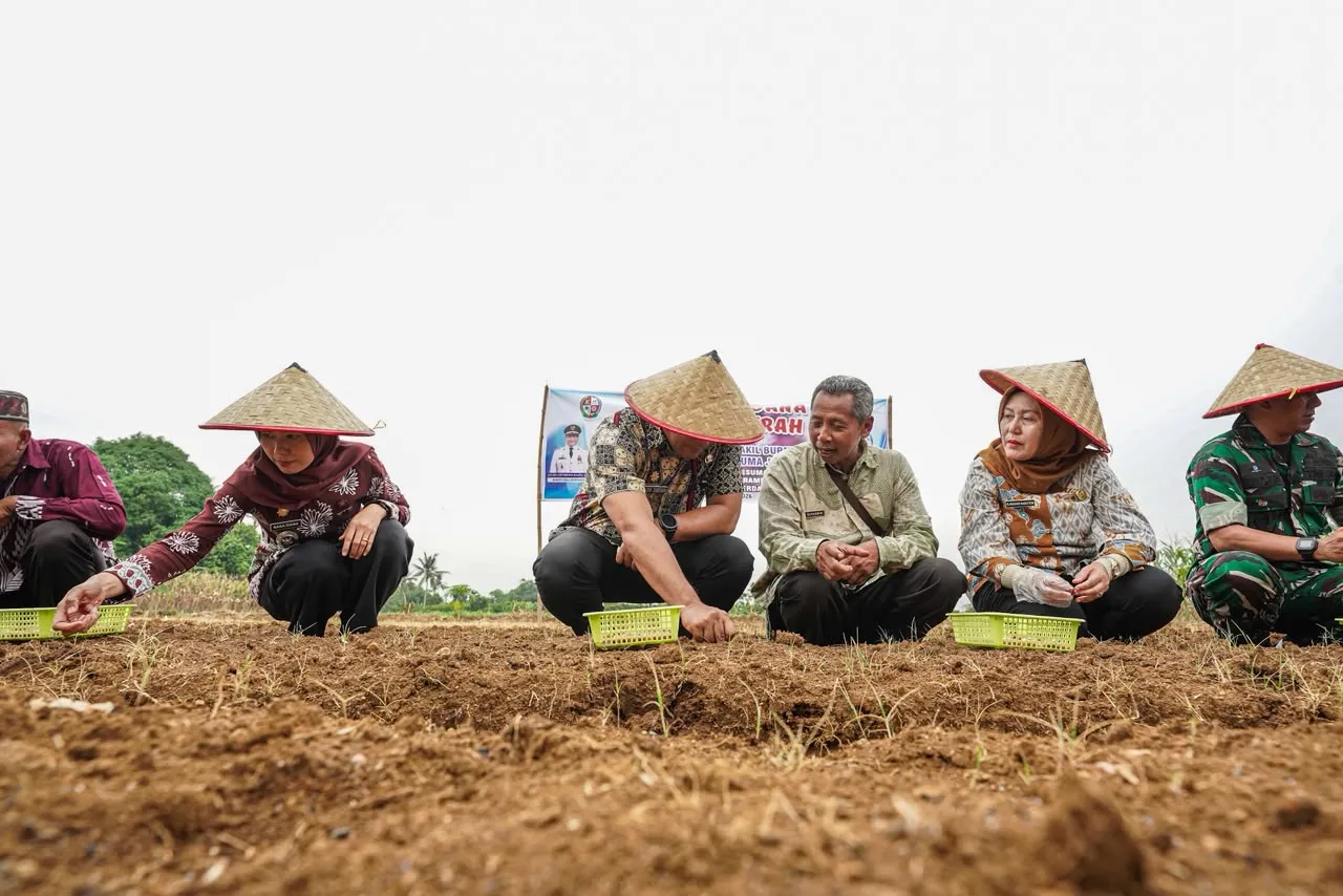 Target 13 Ton Per Hektare, Bawang Merah Mulai Dikembangkan di Namorambe