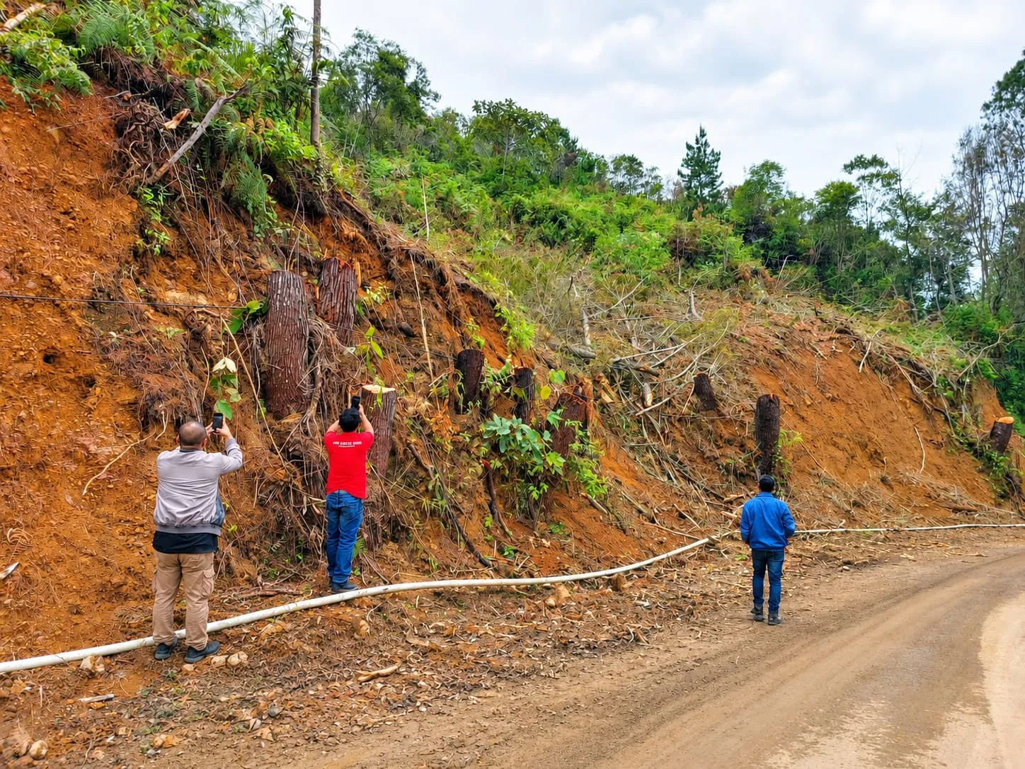 Sumatra Forest Bongkar Dugaan Penebangan Tanpa PPKH di Proyek Pelebaran Jalan Toba-Parsoburan