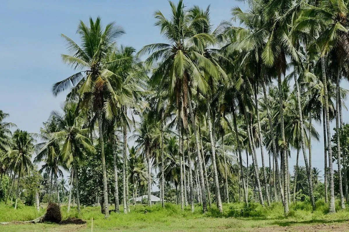 Genjot Produktivitas, Pemerintah Siapkan Peremajaan 9.000 Hektare Kebun Kelapa
