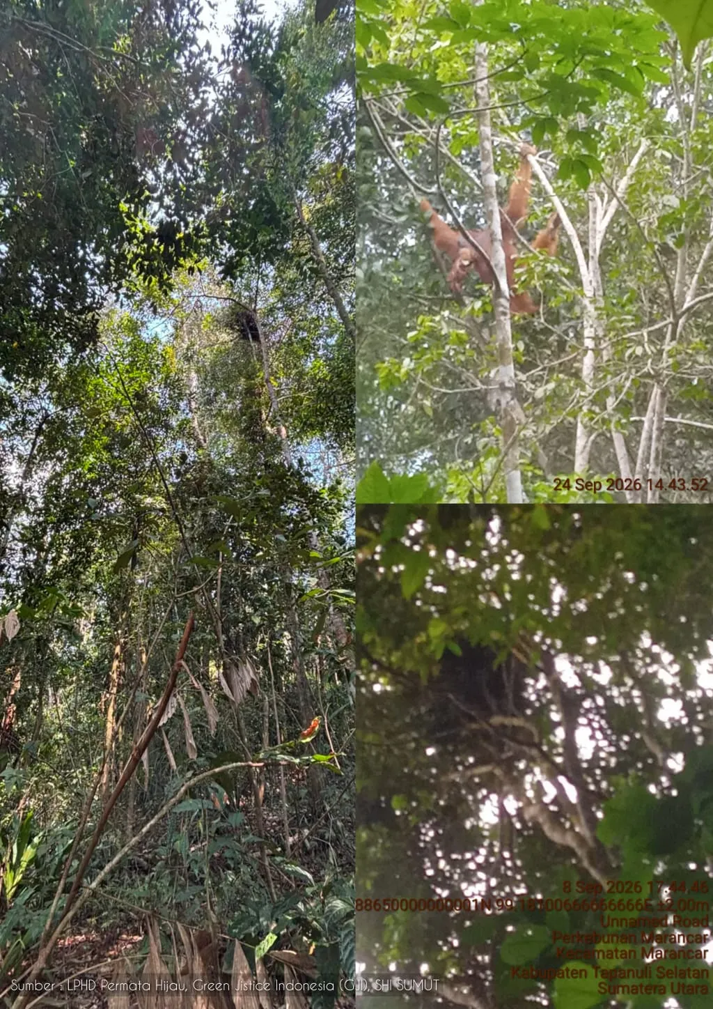 Menemukan Harta Karun Ekologis: GJI dan LPHD Permata Hijau Ungkap Titik Sarang Orangutan Tapanuli