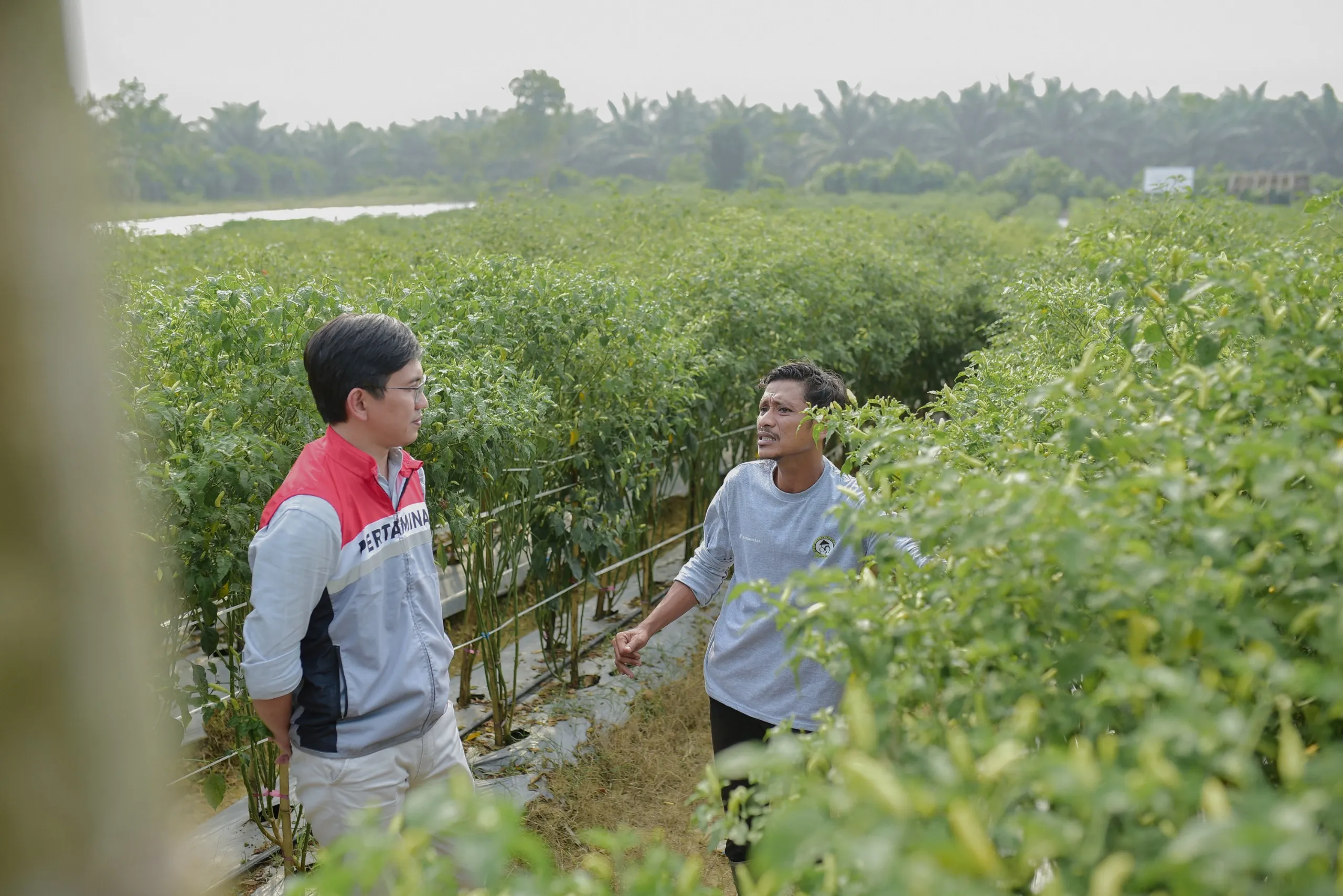 Pulih Pascabanjir: Kelompok Tani Binaan Pertamina EP Rantau Panen Cabai Perdana