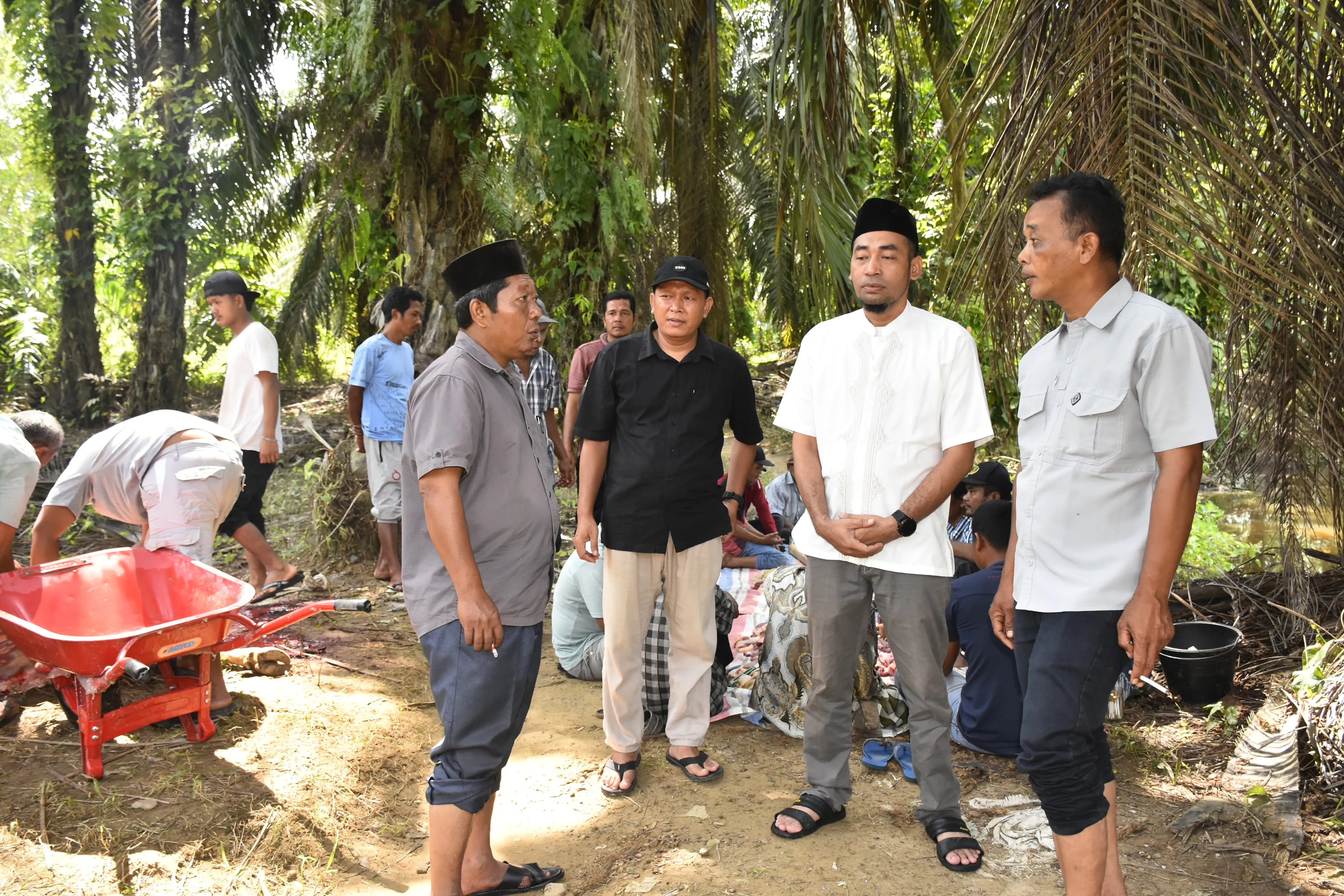 Panen Melimpah, Camat Siabu Pimpin Syukuran di Tanggabosi, Sembelih 2 Lembu dan Santuni Anak Yatim