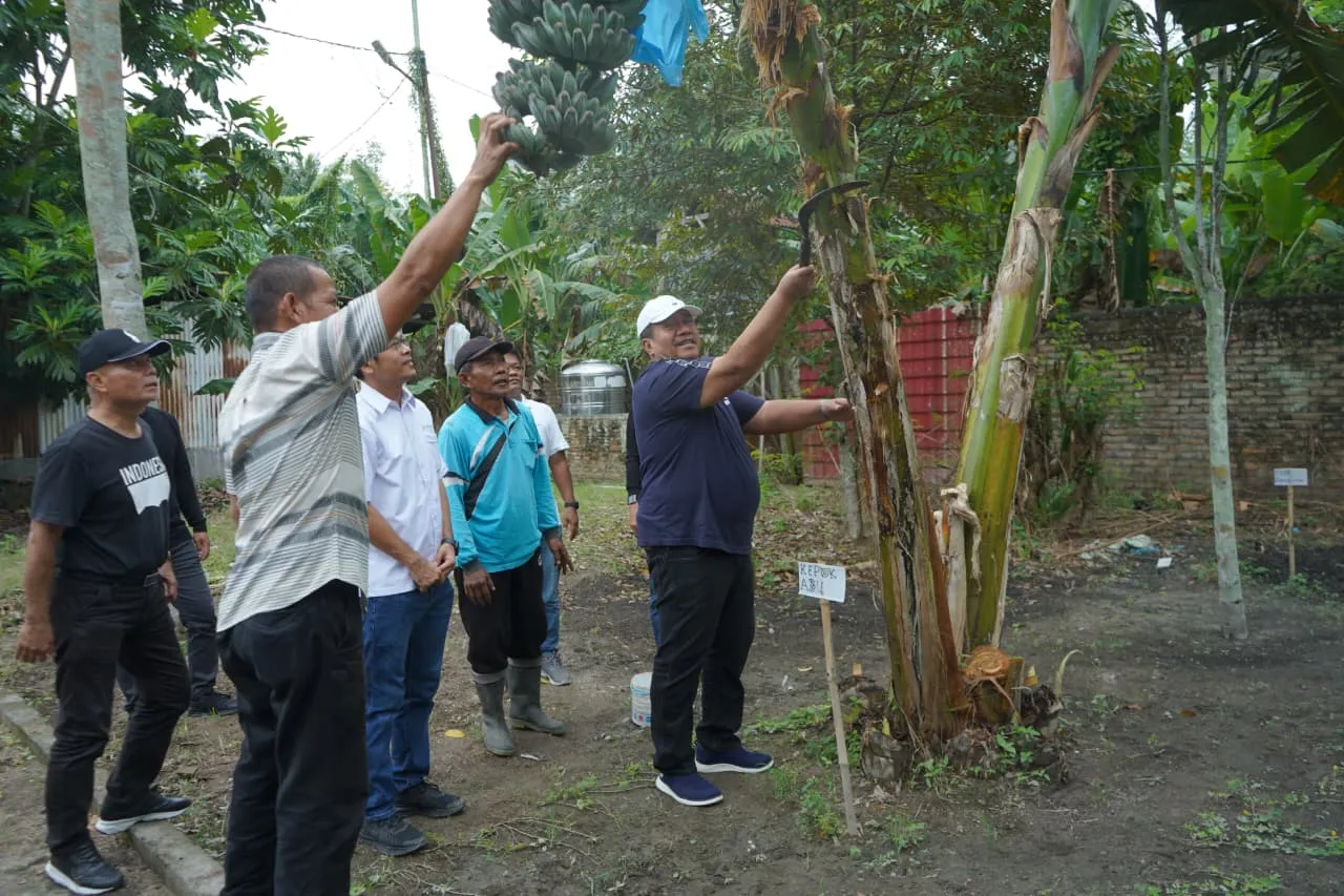 Bupati Panen Perdana Pisang Kepok Abu Hijau Surya, Akan Didaftarkan Sebagai Varietas Asahan
