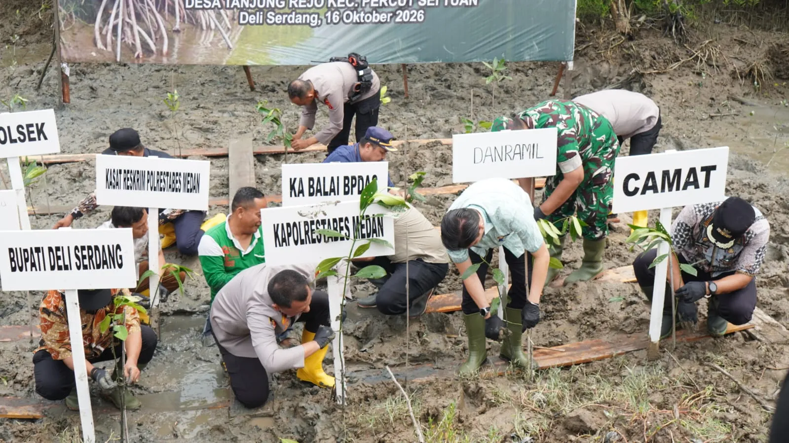 Pemkab Deliserdang Dukung Pelestarian Pesisir, 1.994 Bibit Mangrove Ditanam di Tanjung Rejo