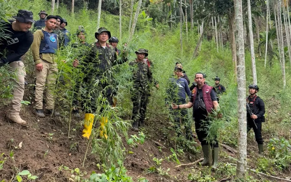 Polda Aceh Berhasil Ungkap 18 Hektare Ladang Ganja di Aceh Utara
