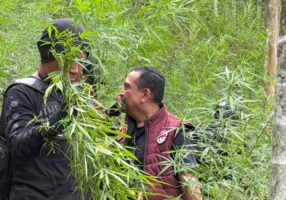 Polda Aceh Berhasil Ungkap 18 Hektare Ladang Ganja di Aceh Utara