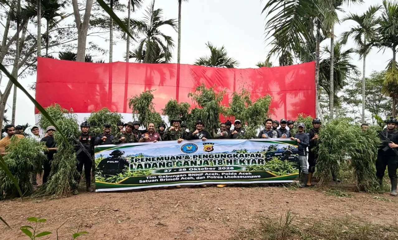 Polda Aceh Berhasil Ungkap 18 Hektare Ladang Ganja di Aceh Utara