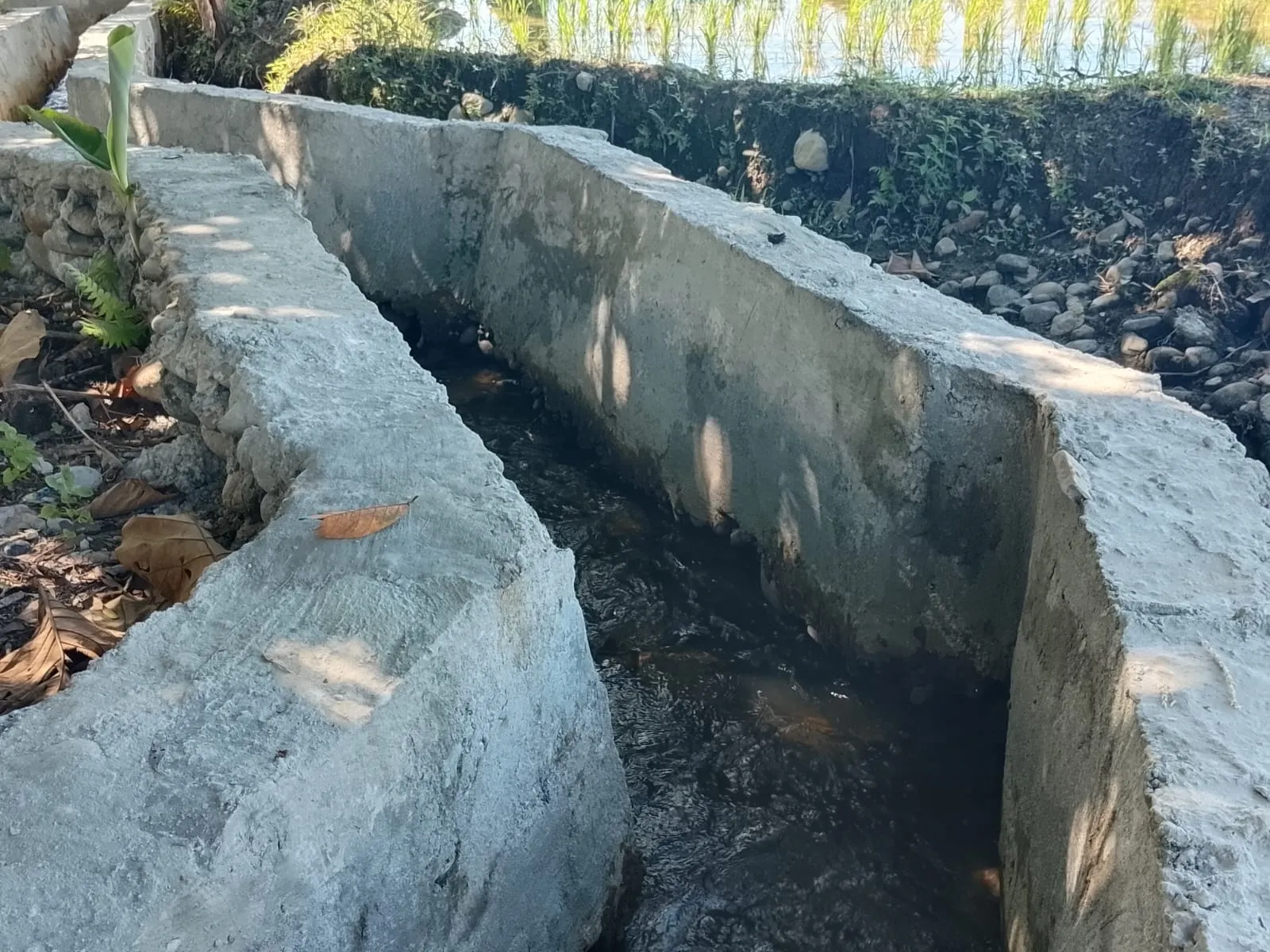 Proyek P3TGAI Aceh Tenggara Dituding Sarat Masalah, Kelompok Tani Hanya Terima "Sewa Kelompok"