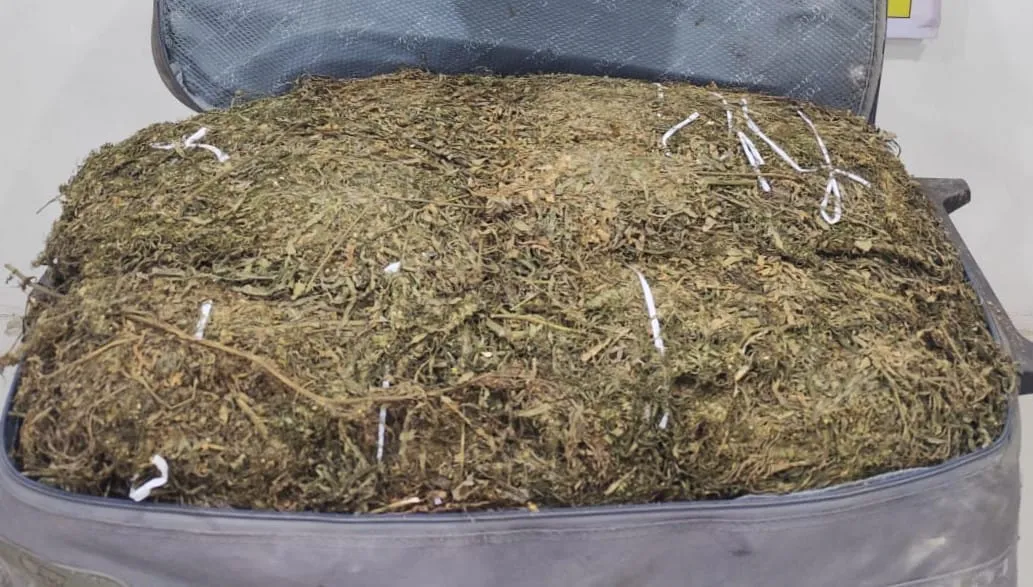 Polres Tapsel Sita 15 Kg Ganja di Sayur Matinggi, Pria Asal Madina Diamankan