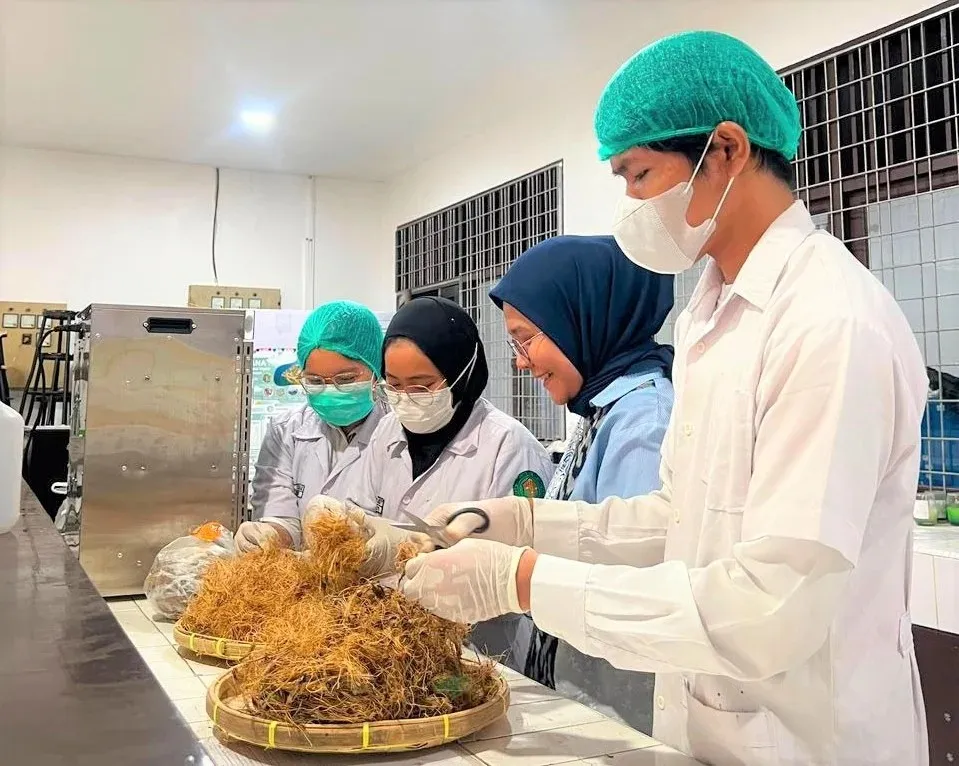 Mahasiswa USU Kembangkan Kemasan Ramah Lingkungan Untuk Jaga Mutu Cabai Pascabanjir