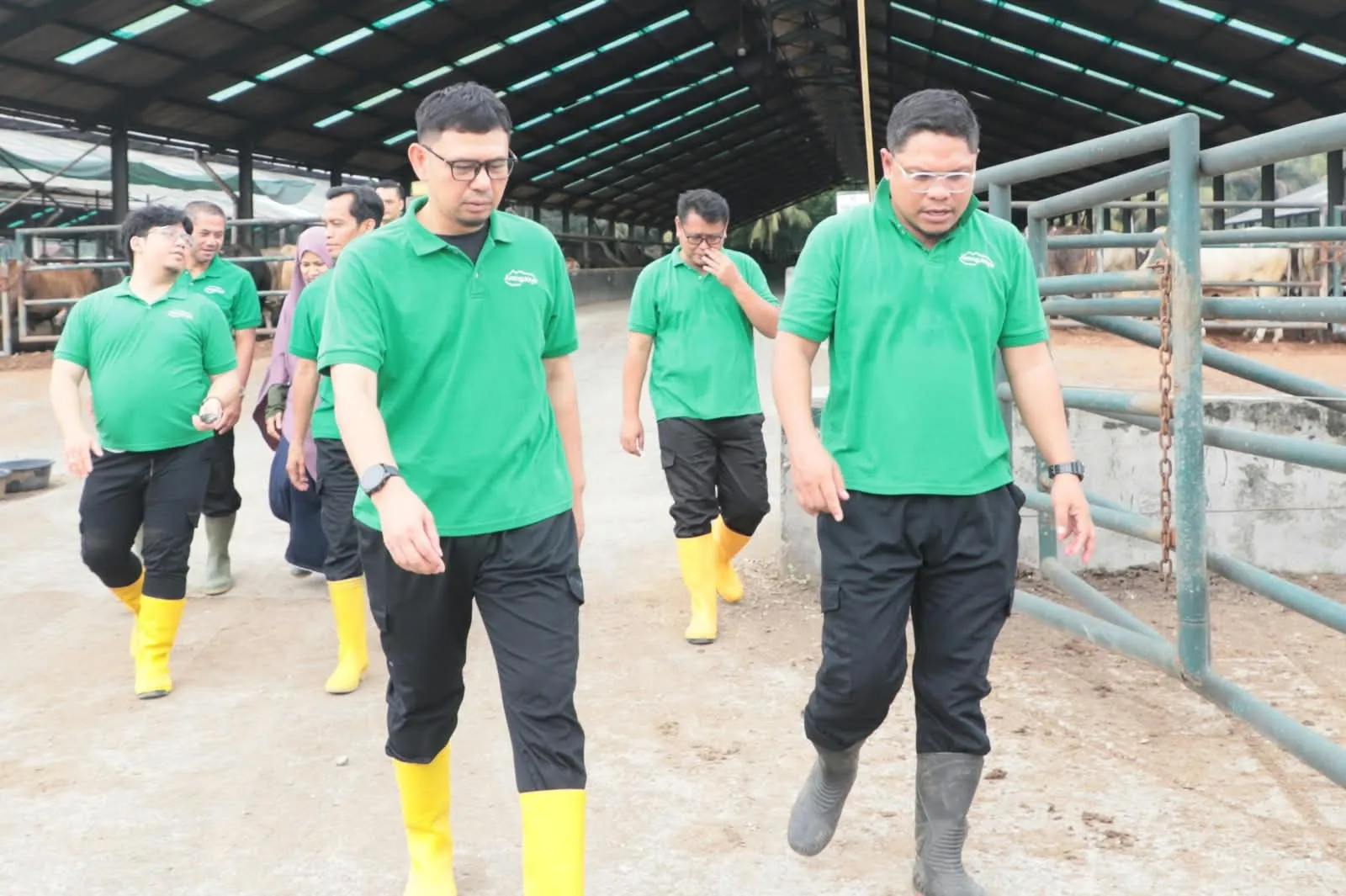 IPB Lihat Sistem Penggemukan Sapi Di Sumut