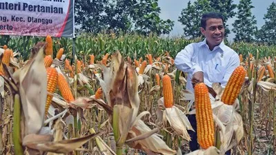 Mentan Waspadai Bulan Kritis Pangan, Bulog Diminta Jaga Stok Jagung 250 Ribu Ton