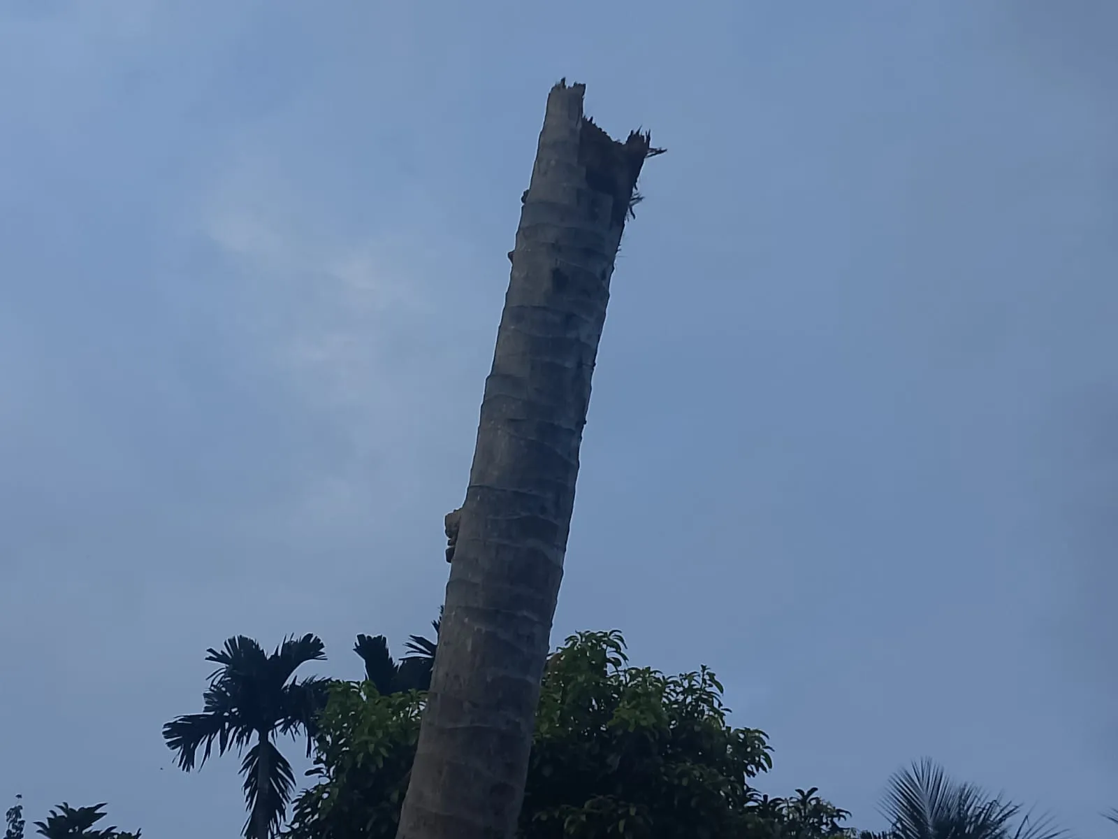 Pohon Tua, Langit Senja, dan Perjalanan Terakhir Seorang Petani