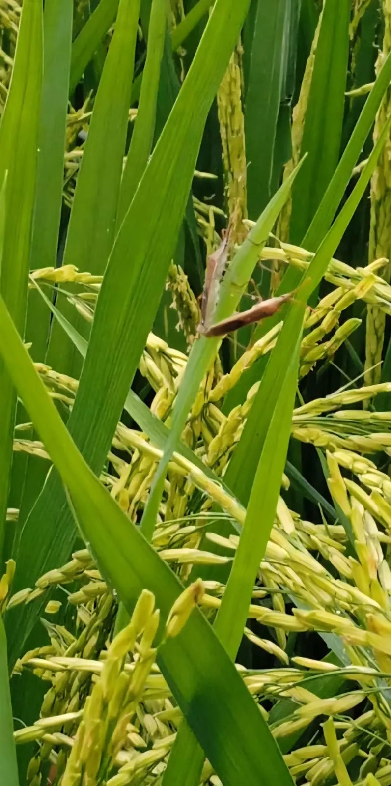 Hama Wereng Menyerang, Seratusan Hektare Lebih Padi Petani Abdya Terancam Gagal Panen