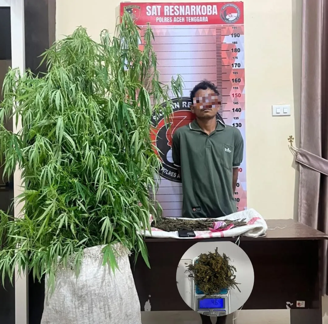 Warga Melapor, Polisi Bergerak: Ladang Ganja di Aceh Tenggara Terungkap