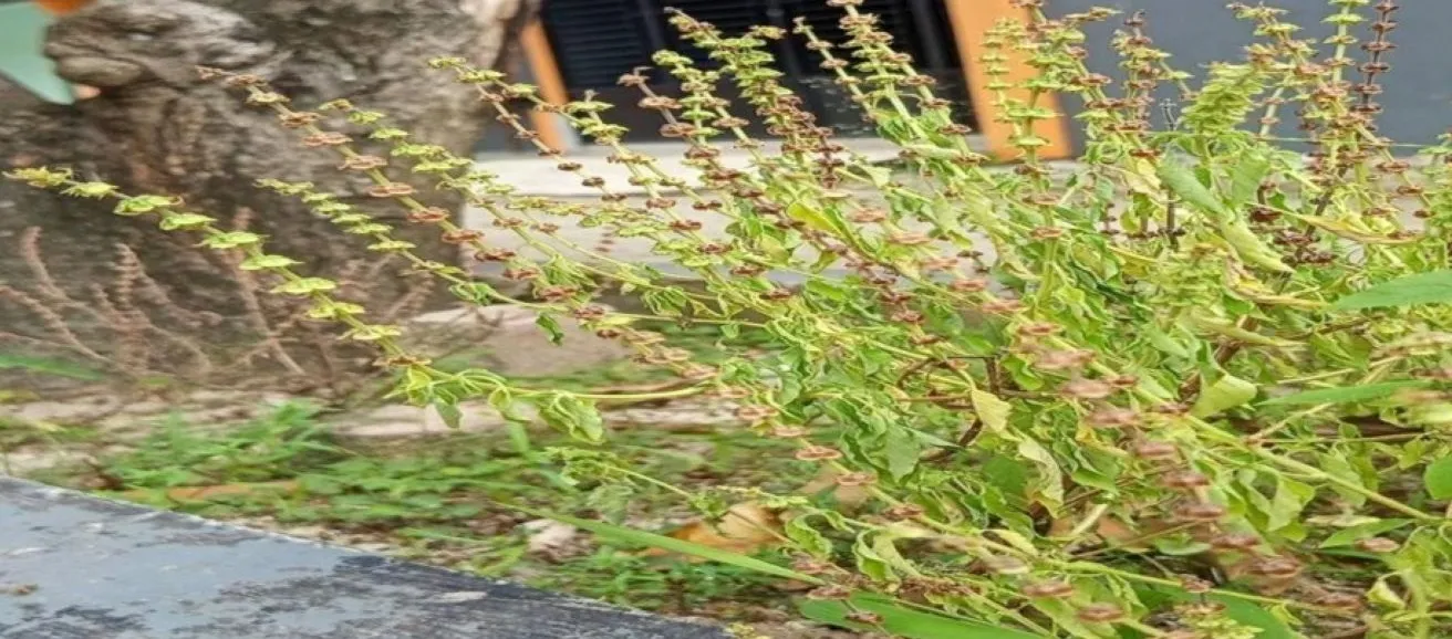 Harmoni Manusia, Flora, dan Fauna dalam Sistem Kepercayaan Ugamo Parmalim