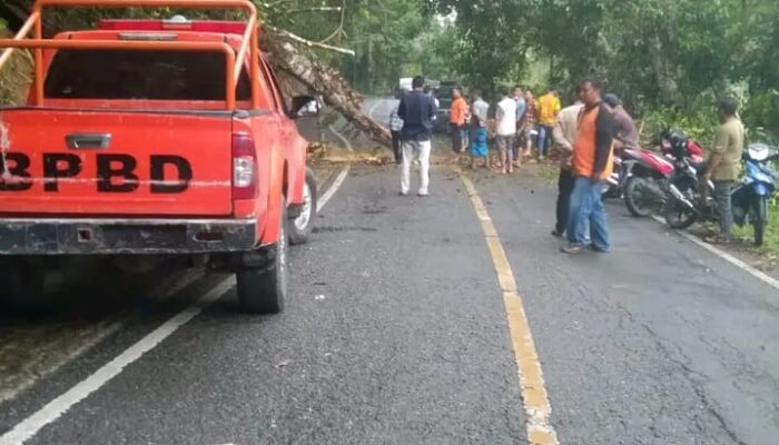 Pohon Tumbang Di Agara Sempat Terganggu Arus Lalulintas