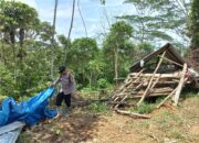 Berbulan-bulan, Gajah Obrak Abrik Lahan Perkebunan Di Atim