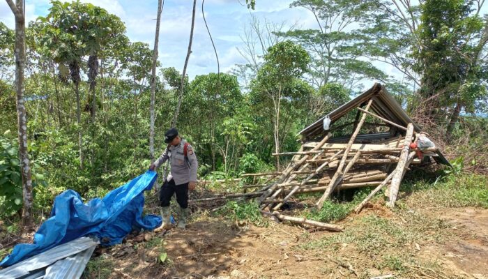 Berbulan-bulan, Gajah Obrak Abrik Lahan Perkebunan Di Atim