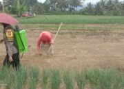 Polri Ajak Warga Agara Menanam Bawang Merah