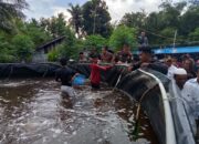 Budidaya Vaname Sistem Bioflok Mon Jaya Panen 8 Ton Udang