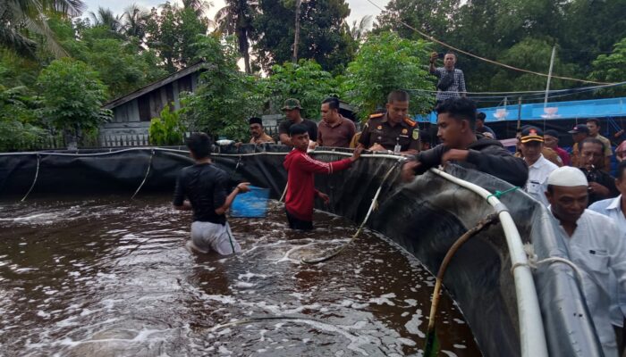 Budidaya Vaname Sistem Bioflok Mon Jaya Panen 8 Ton Udang