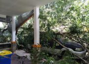 Sejumlah Pohon Timpa Kantor Dan Mobil Di Langkat