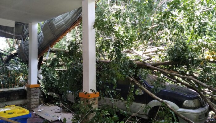 Sejumlah Pohon Timpa Kantor Dan Mobil Di Langkat