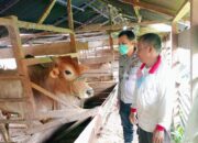 Polres Agara Terus Gencarkan Sosialisasi PMK