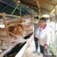 Polres Agara Terus Gencarkan Sosialisasi PMK