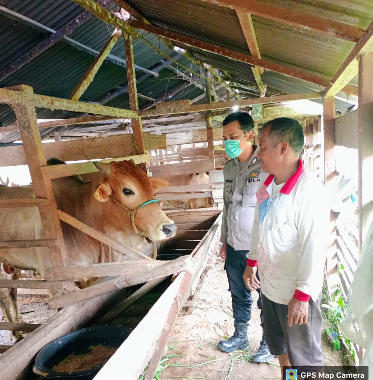 Polres Agara Terus Gencarkan Sosialisasi PMK