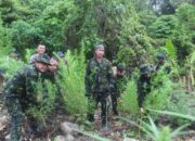 BNN Musnahkan 23 Ribu Batang Ganja Di Aceh Selatan