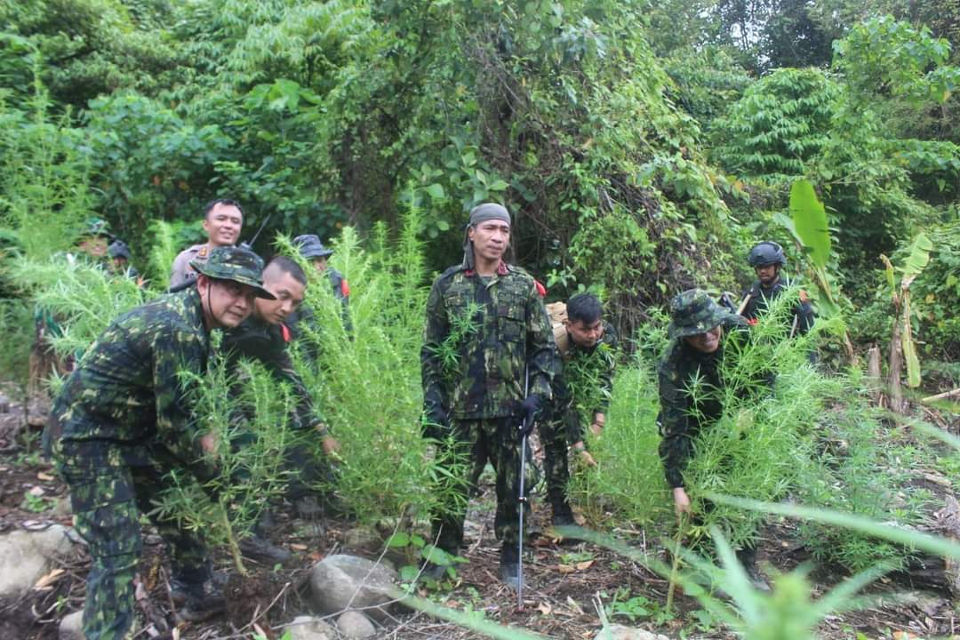 BNN Musnahkan 23 Ribu Batang Ganja Di Aceh Selatan