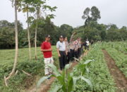Wujud Ketahanan Pangan, Pj Bupati Abdya Tinjau Lahan Kacang Warga