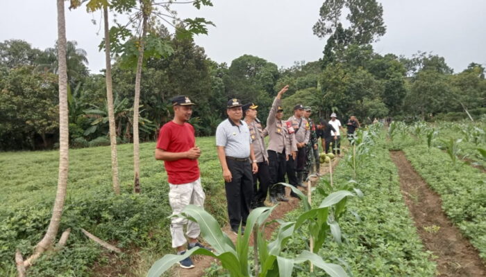 Wujud Ketahanan Pangan, Pj Bupati Abdya Tinjau Lahan Kacang Warga