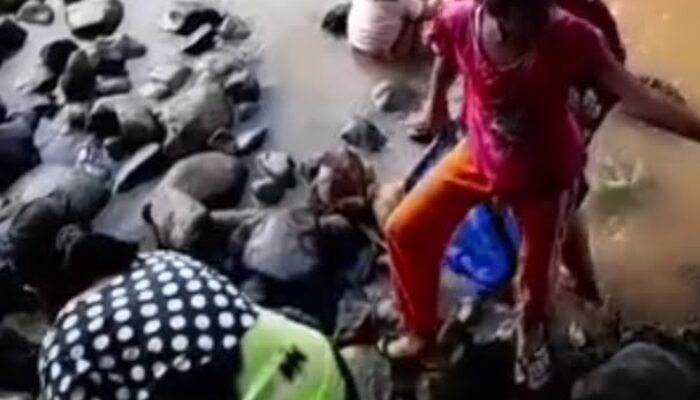 Diduga Akibat Limbah PKS, Banyak Ikan Terapung Di Sungai Sosa