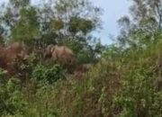 Diinjak Kawanan Gajah, Tubuh Warga Pidie Rusak
