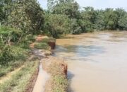 Benteng Sungai Kualuh Erosi, Ratusan Rumah Di 2 Desa Terancam Banjir
