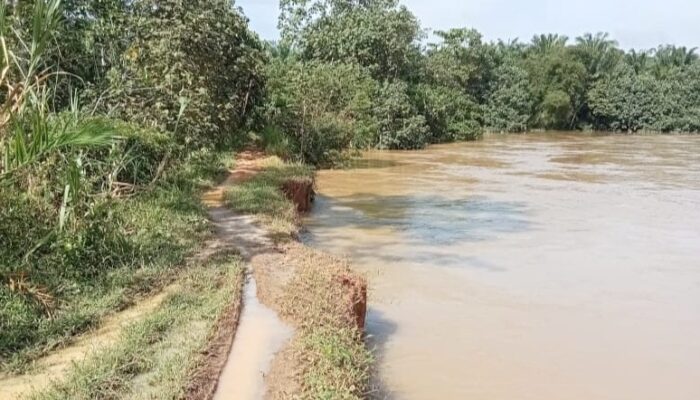Benteng Sungai Kualuh Erosi, Ratusan Rumah Di 2 Desa Terancam Banjir