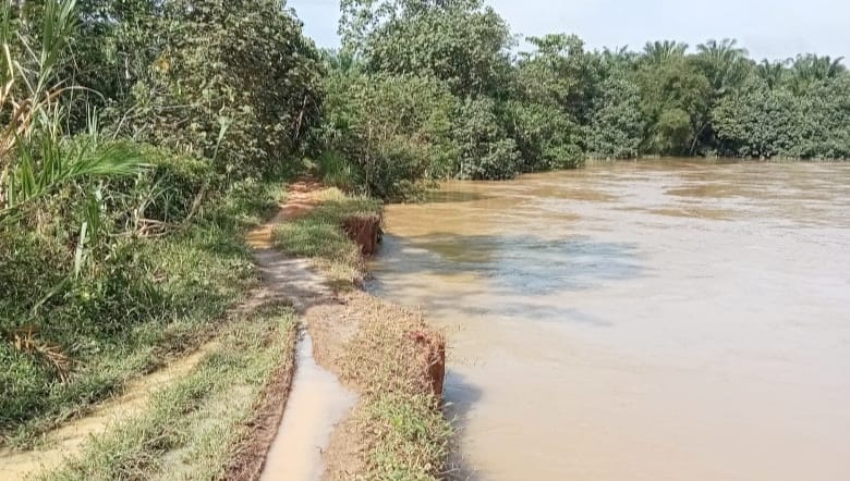 Benteng Sungai Kualuh Erosi, Ratusan Rumah Di 2 Desa Terancam Banjir