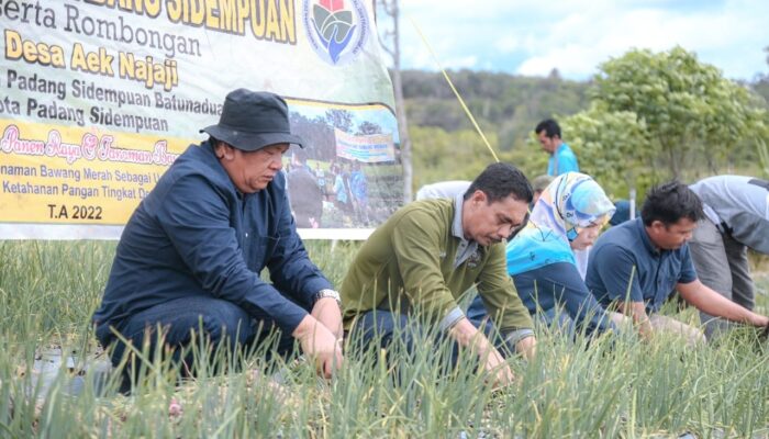 Bawang Merah Sidempuan Makin Diperhitungkan Di Sumut