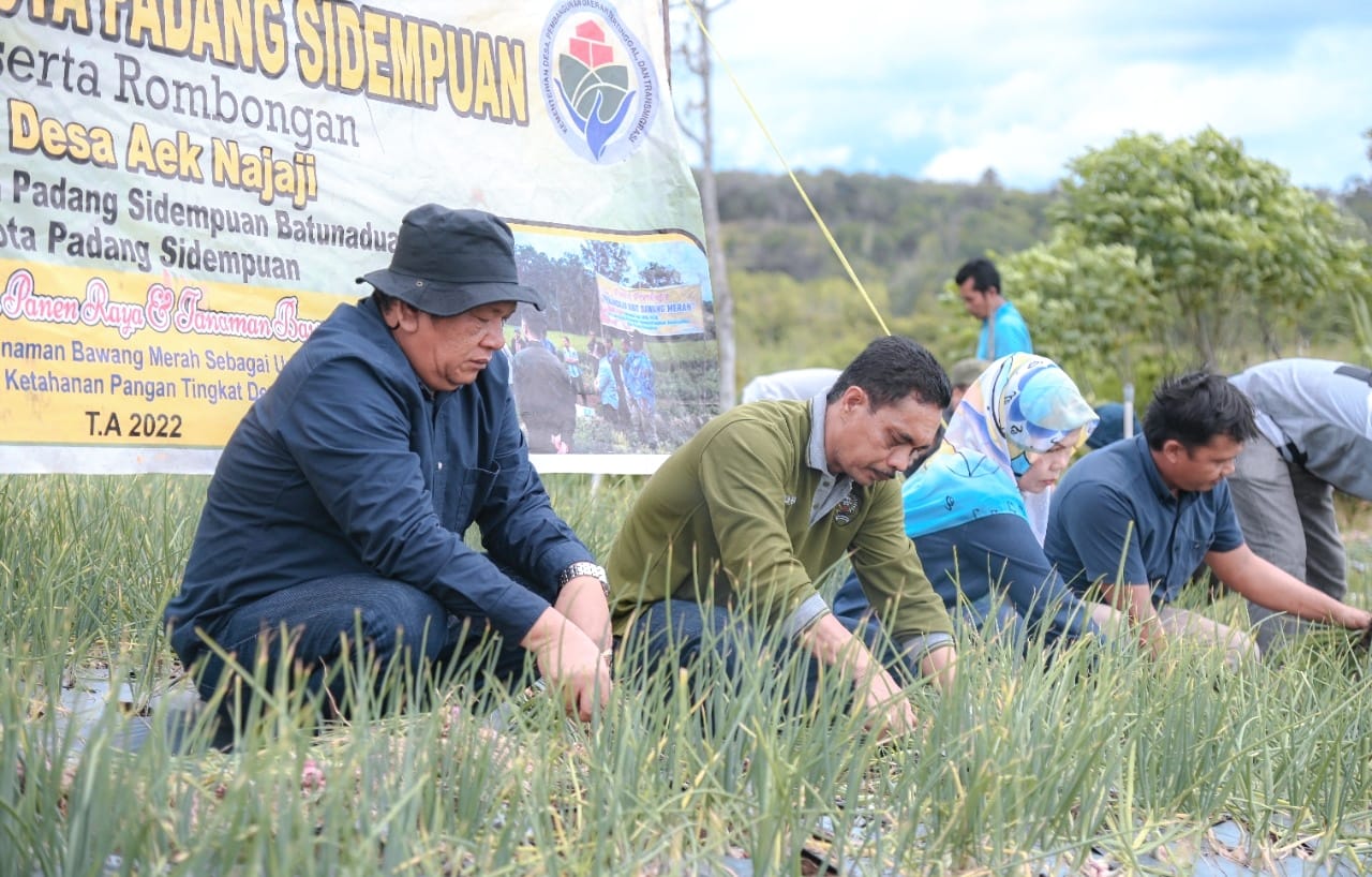 Bawang Merah Sidempuan Makin Diperhitungkan Di Sumut