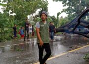 Trembesi Tumbang, Lalu Lintas Banda Aceh-Medan Terganggu