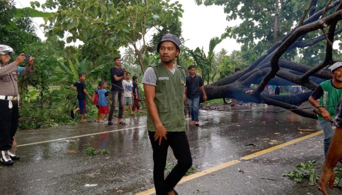 Trembesi Tumbang, Lalu Lintas Banda Aceh-Medan Terganggu