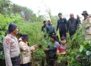 Polres Aceh Tengah Temukan Ladang Ganja 2 Ha